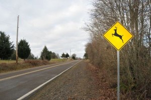 6132858 - deer elk crossing road sign in a contry rura street road