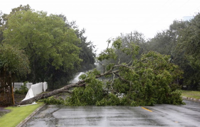 A large tree fell onto the street. The homeowner has homeowners & Coastal insurance through Manning Insurance Services.